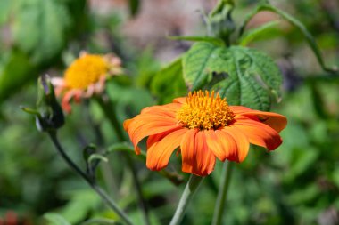 Close up of a Mexican sunflower (tithonia rotundifolia) in bloom clipart