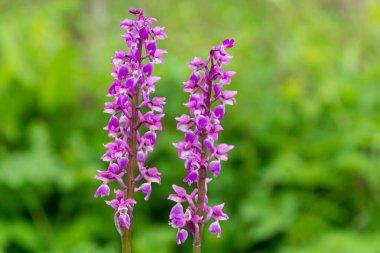Çiçekler açan erken mor orkide (orchis mascula) çiçeklerini kapat