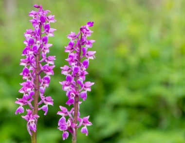 Çiçekler açan erken mor orkide (orchis mascula) çiçeklerini kapat