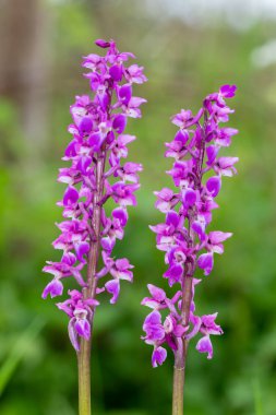 Çiçekler açan erken mor orkide (orchis mascula) çiçeklerini kapat