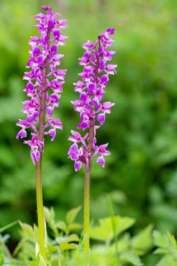 Çiçekler açan erken mor orkide (orchis mascula) çiçeklerini kapat