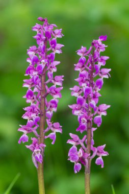 Çiçekler açan erken mor orkide (orchis mascula) çiçeklerini kapat