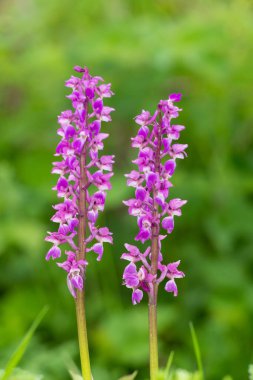 Çiçekler açan erken mor orkide (orchis mascula) çiçeklerini kapat