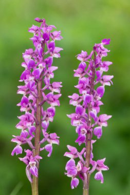 Çiçekler açan erken mor orkide (orchis mascula) çiçeklerini kapat