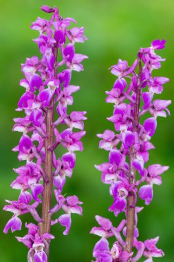 Çiçekler açan erken mor orkide (orchis mascula) çiçeklerini kapat