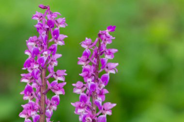 Çiçekler açan erken mor orkide (orchis mascula) çiçeklerini kapat