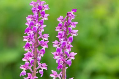 Çiçekler açan erken mor orkide (orchis mascula) çiçeklerini kapat
