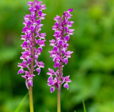 Çiçekler açan erken mor orkide (orchis mascula) çiçeklerini kapat