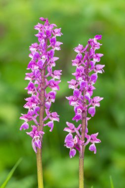Çiçekler açan erken mor orkide (orchis mascula) çiçeklerini kapat