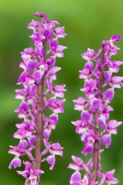 Çiçekler açan erken mor orkide (orchis mascula) çiçeklerini kapat