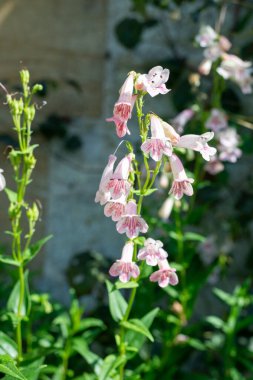 Close up of pink penstemon flowers in bloom