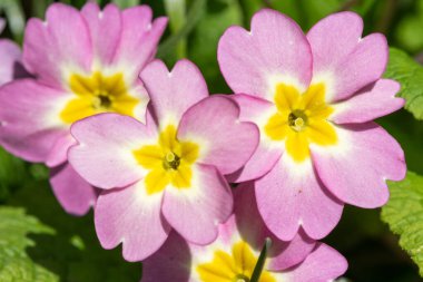Çiçeklerin açtığı pembe (primula vulgaris) çiçekleri kapatın