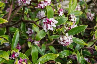 Parfüm prensesi Daphne 'nin çiçeklerini kapat.