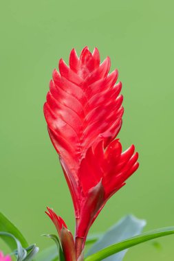 Close up of a vriesea cristiane flower in bloom clipart