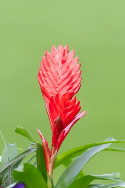 Close up of a vriesea cristiane flower in bloom clipart