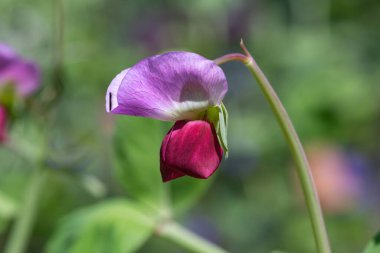 Çiçek açmış pembe bir bezelyeye (lathyrus kokusu) yaklaş