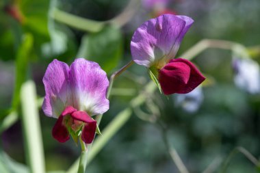 Close up of pink sweet pea (lathyrus odoratus) flowers in bloom