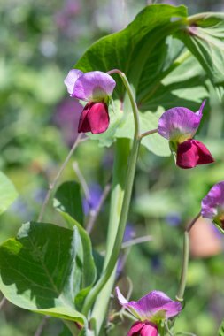 Close up of pink sweet pea (lathyrus odoratus) flowers in bloom