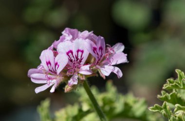 Tatlı kokulu sardunya (pelargonium graveolens) çiçeklerinin makro çekimi