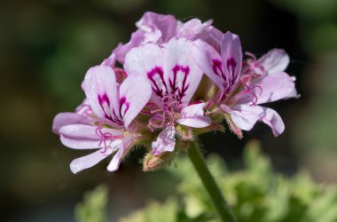Tatlı kokulu sardunya (pelargonium graveolens) çiçeklerinin makro çekimi