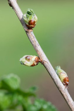 Close up of buds on a European gooseberry (ribes uva-crispa) bush clipart