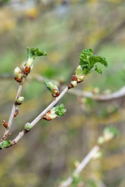 Close up of buds on a European gooseberry (ribes uva-crispa) bush clipart