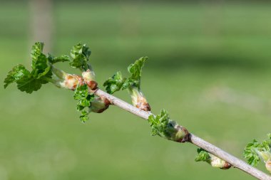 Bir Avrupa bektaşi üzümünün tomurcuklarını kapat (ribes uva-crispa)