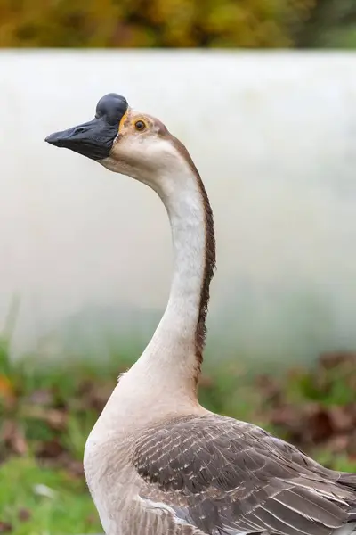 Portrait Chinese Goose Anser Cygnoides Domesticus Royalty Free Stock Photos