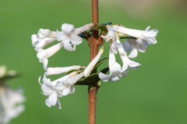 Osmanthus delavayi çiçeklerinin açılışını kapat