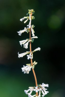 Osmanthus delavayi çiçeklerinin açılışını kapat