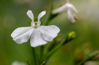 Beyaz bahçe lobelia (lobelia erinus) çiçeğinin makro çekimi