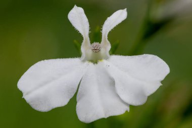 Beyaz bahçe lobelia (lobelia erinus) çiçeğinin makro çekimi