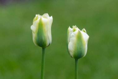 Çiçekler açan yeşil ve beyaz lale (tulipa gesneriana) çiçeklerini kapat