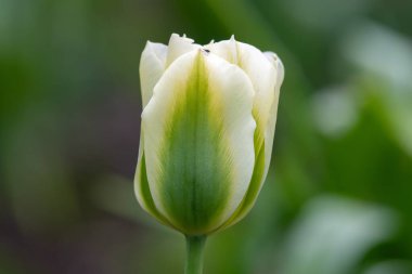 Close up of a green and white tulip (tulipa gesneriana) flower in bloom clipart
