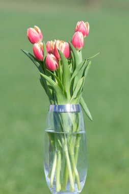 Close up of pink garden tulips (tulipa gesneriana) in a vase clipart