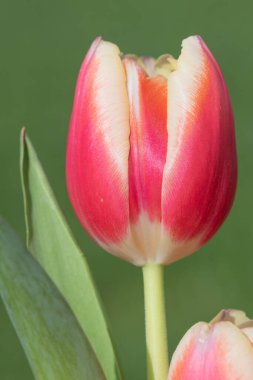Close up of a pink garden tulip (tulipa gesneriana) in bloom clipart