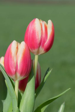 Close up of pink garden tulips (tulipa gesneriana) in bloom clipart