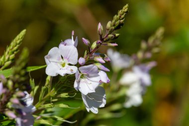 Pembe çığ çiçeklerinin açtığı yere yakın dur.