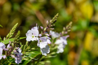 Pembe çığ çiçeklerinin açtığı yere yakın dur.