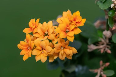 Macro shot of orange Madagascar widows thrill (kalanchoe blossfeldiana) flowers in bloom clipart