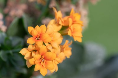 Turuncu Madagaskar dullarının Macro çekimi heyecan verici (kalanchoe blossfeldiana) çiçekler