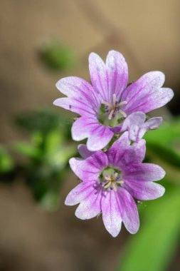 Çiçek açmış güvercinlerin makro görüntüsü ayak sardunyası (sardunya molekülü)