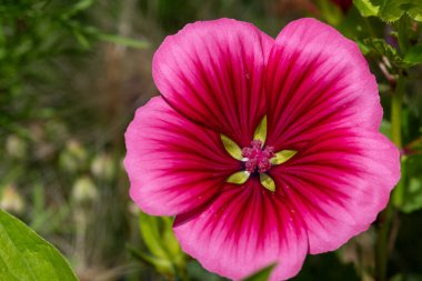 Close up of a mallow wort (malope trifida) flower in bloom clipart