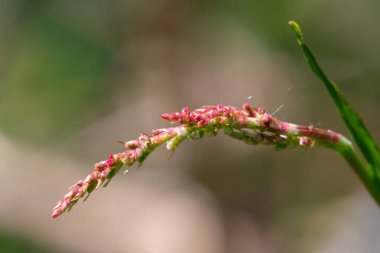 Kırmızı doru (rumex asetosella) çiçek açarken kapat