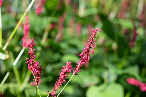 stock image Close up of red bistort (bistorta amplexicaulis) flowers in bloom