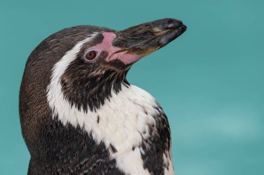 Humboldt pengueninin kafasından vuruşu (sfeniscus humboldti)