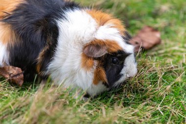 Bir Gine domuzu Portresi (cavia porcellus)