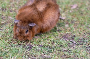 Bir Gine domuzu Portresi (cavia porcellus)