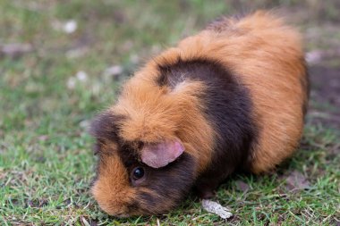 Bir Gine domuzu Portresi (cavia porcellus)