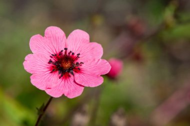 Çiçek açan bir Nepal sinkuefoil (potentilla nepalensis) çiçeğini kapat